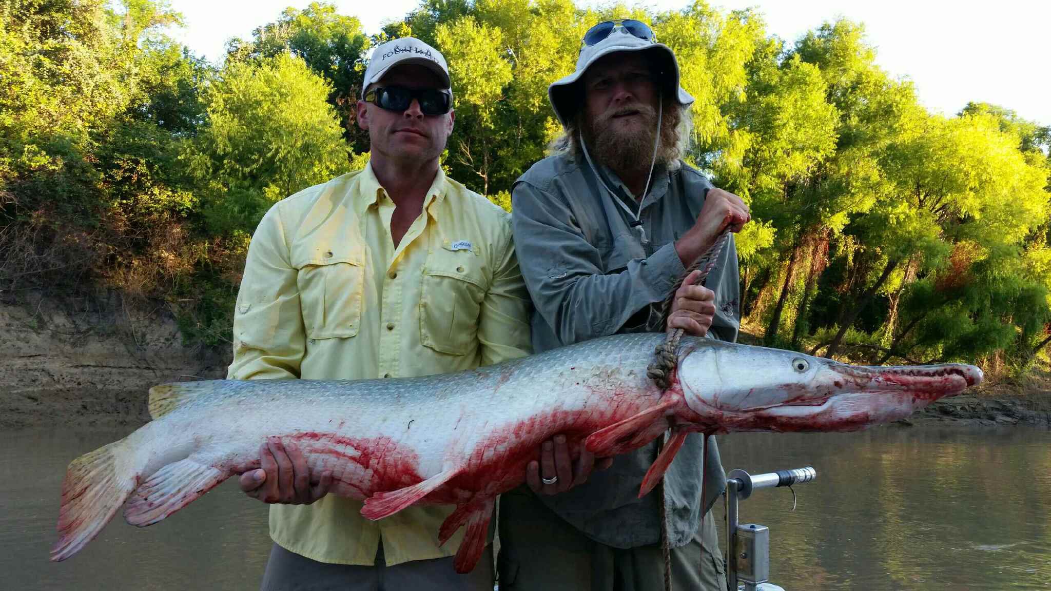 Fighting Dinosaurs — Alligator Gar — on Hook