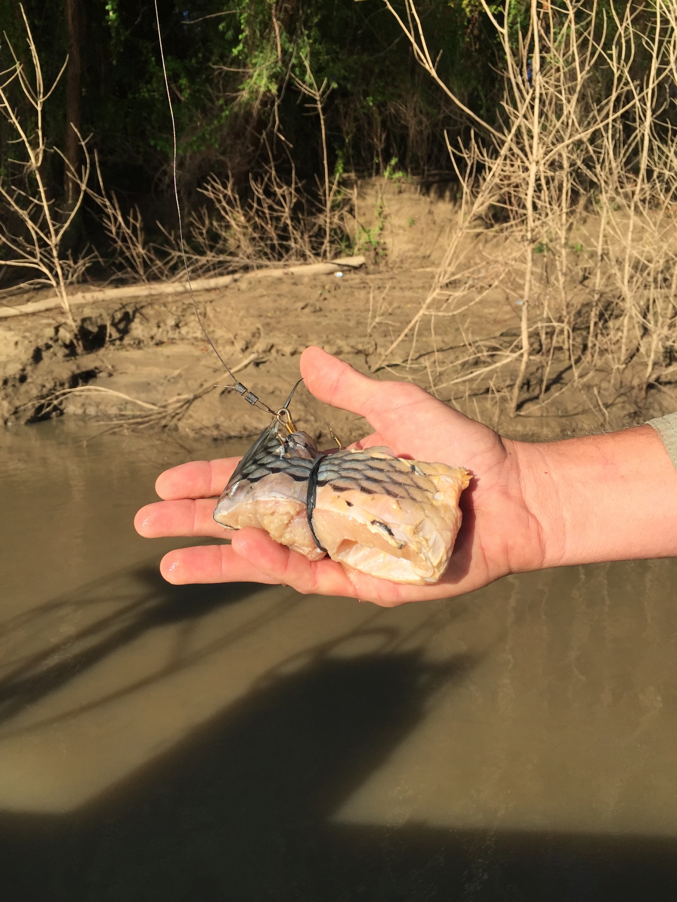 Trinity River Alligator Gar - Fishing, Friends and Good Times