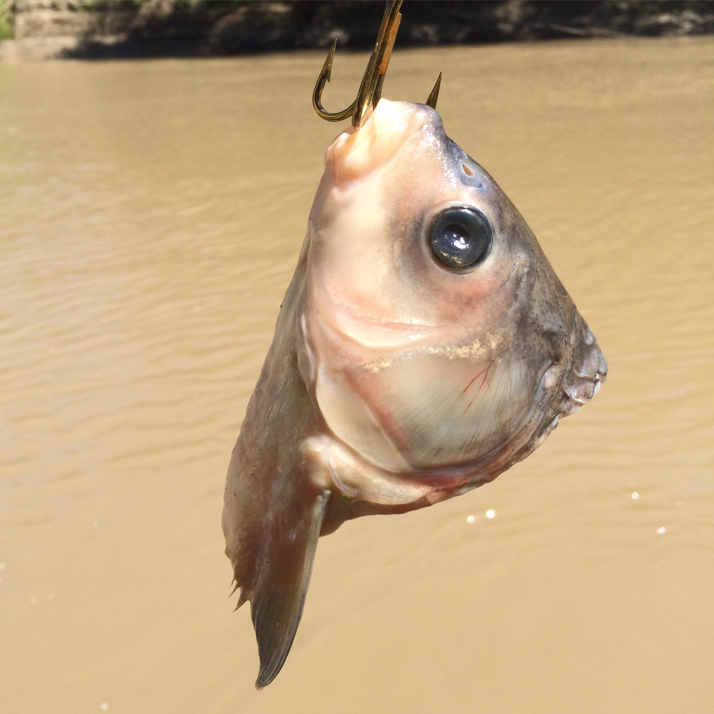 Trinity River Alligator Gar - Fishing, Friends and Good Times